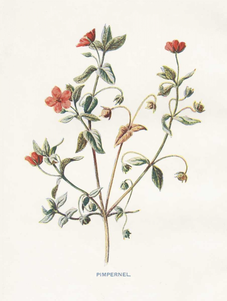 Pimpernel