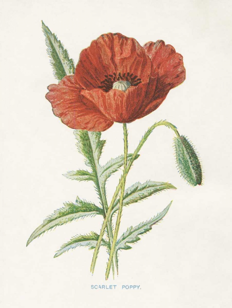 Scarlet Poppy