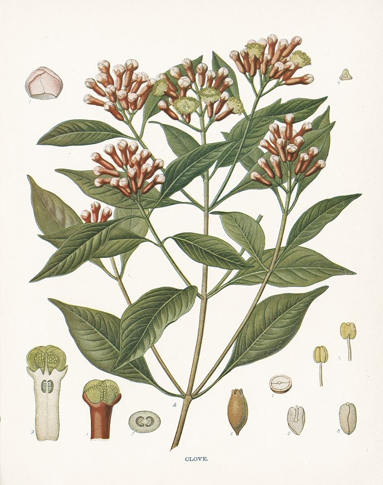 Clove Botanical