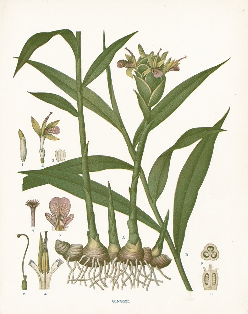 Ginger Botanical