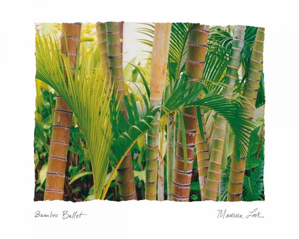Bamboo Ballet