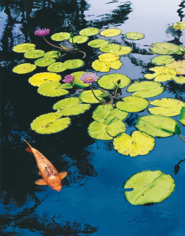 Koi Pond I