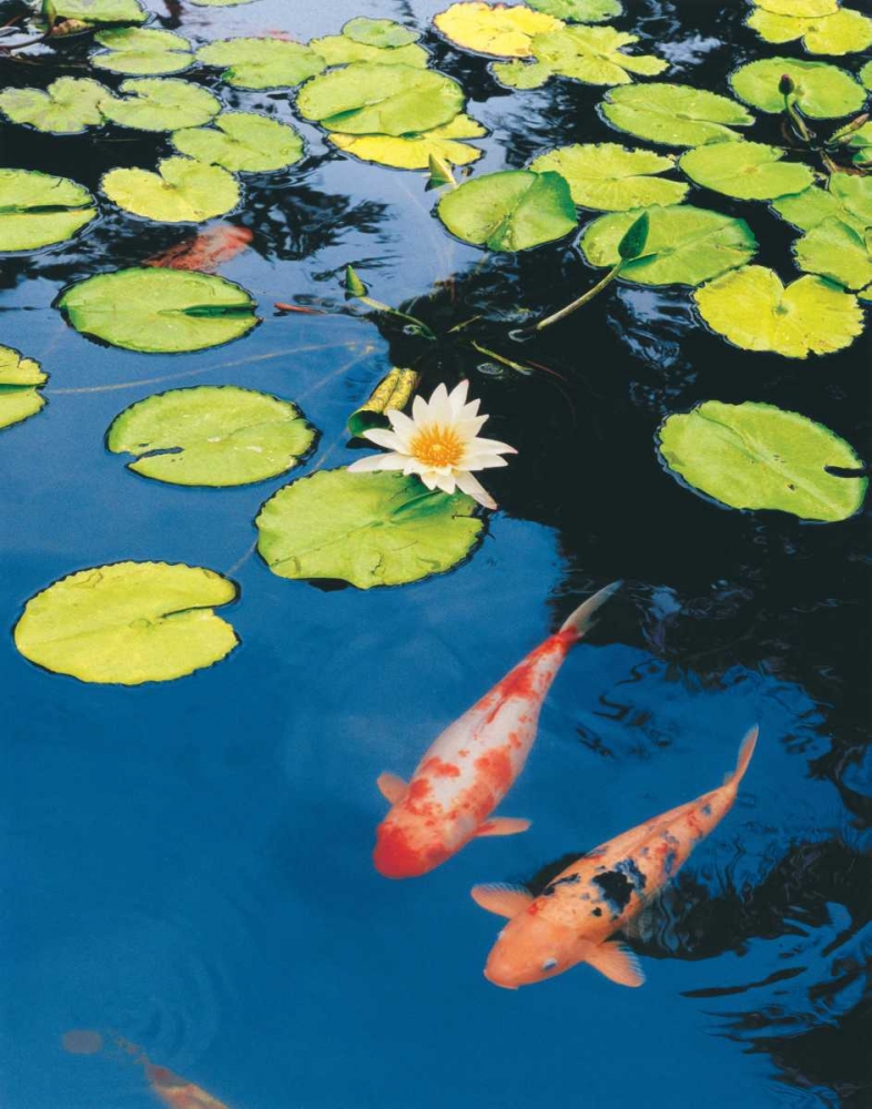 Koi Pond II