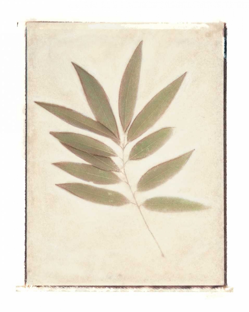 Bay Leaves