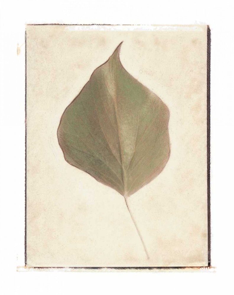 Single Leaf