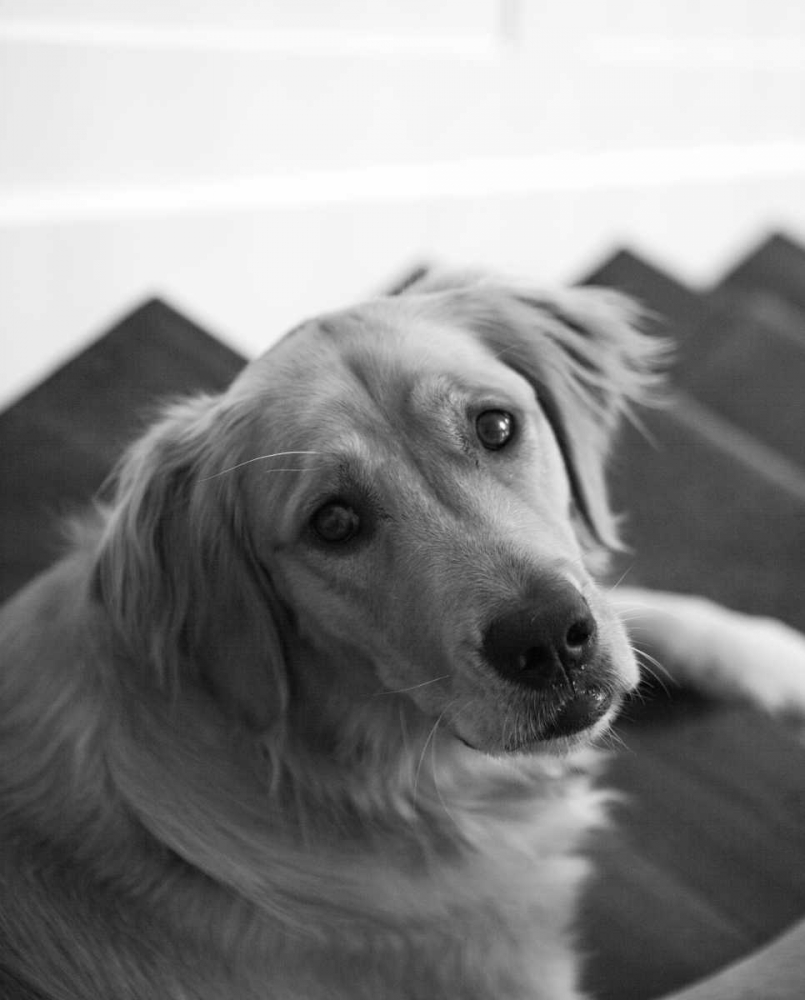 Goldie I Black and White