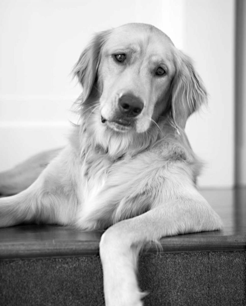 Goldie II Black and White