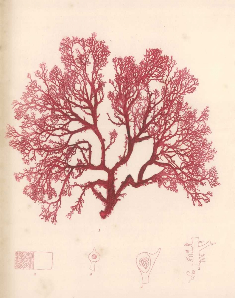 Red Botanical Study I