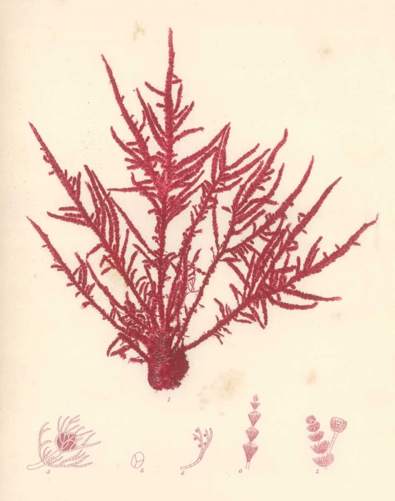 Red Botanical Study II