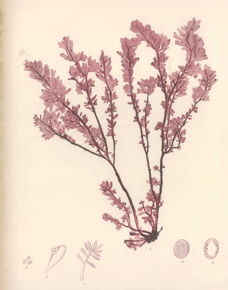 Red Botanical Study III
