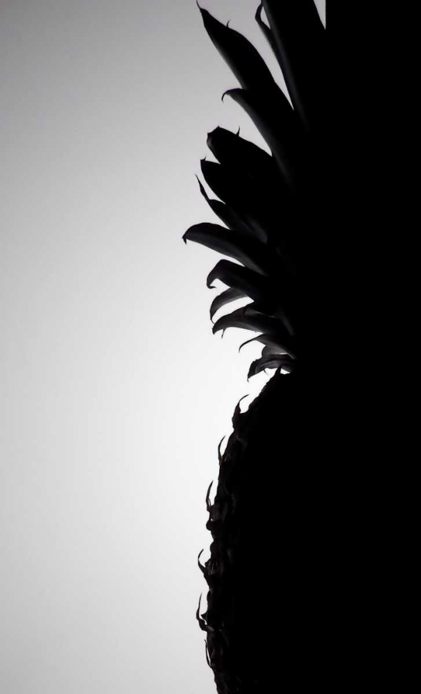 Pineapple Silhouette