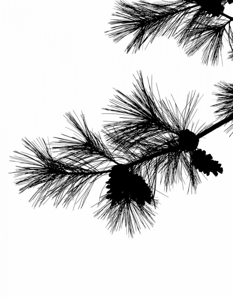 Pine Soliloquy I