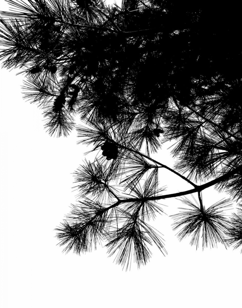 Pine Soliloquy II