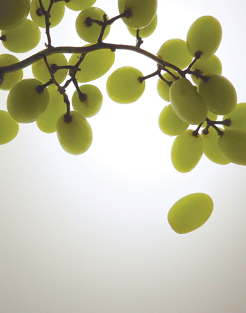 Grape Bunch I