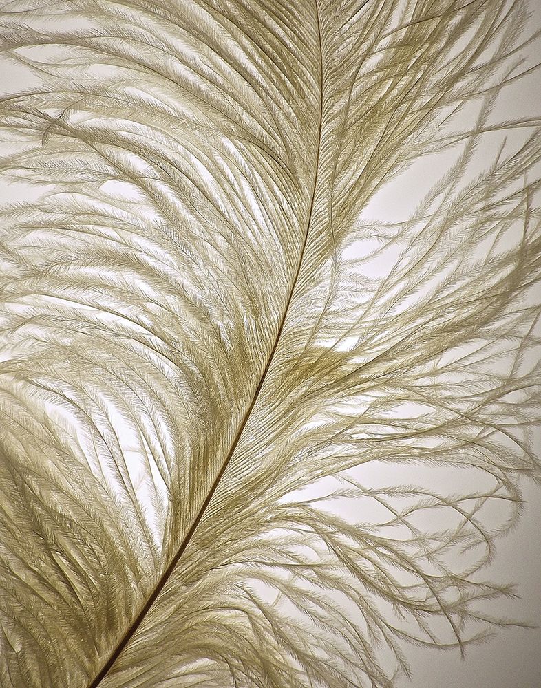 Feather Close-Up I