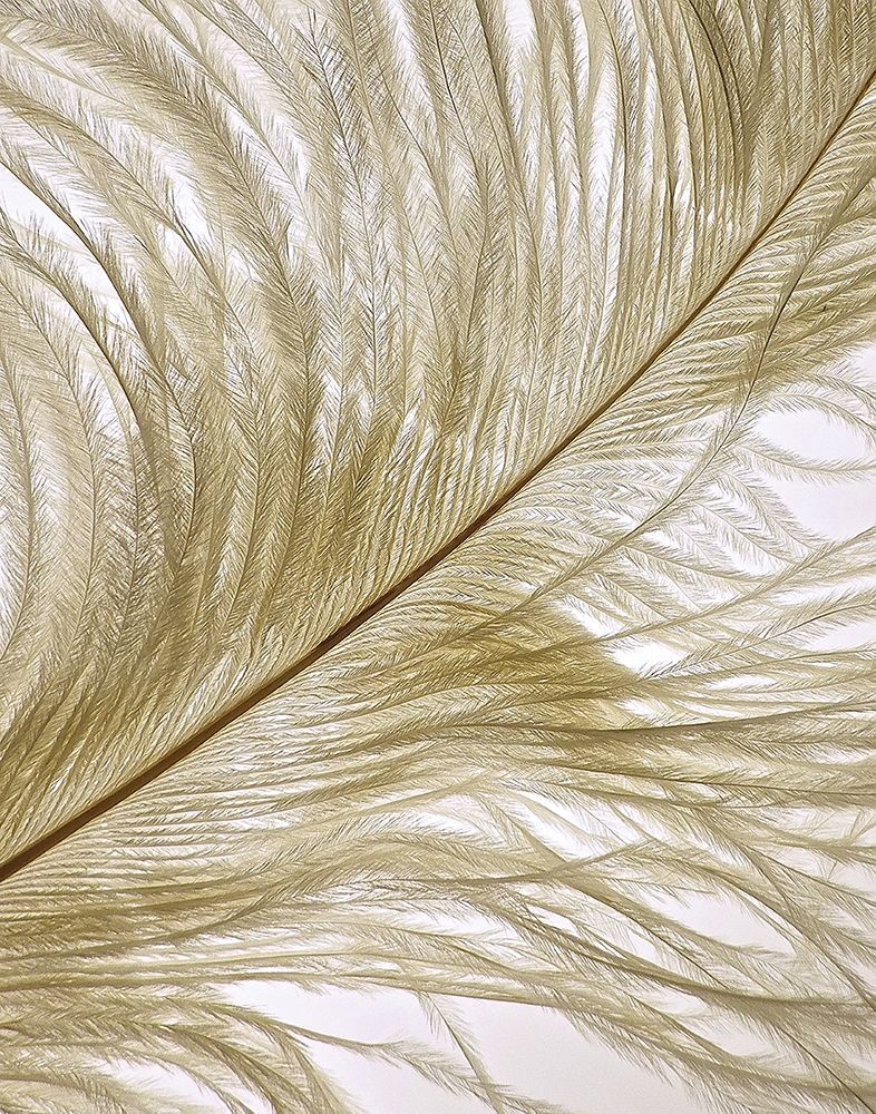 Feather Close-Up II