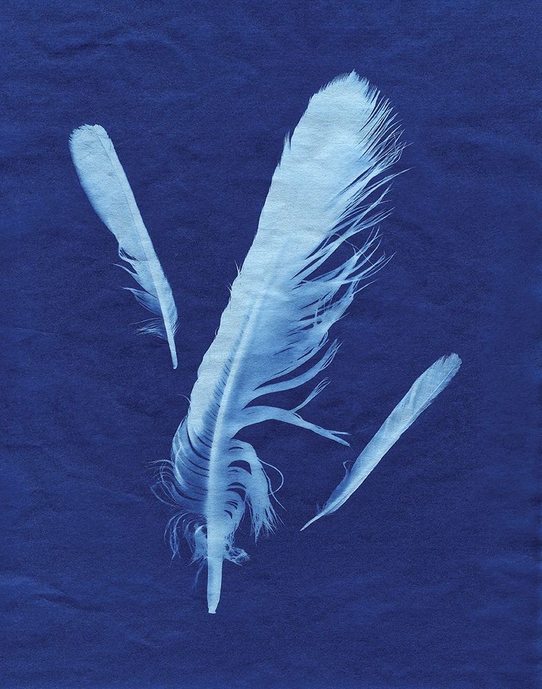 Indigo Feather II