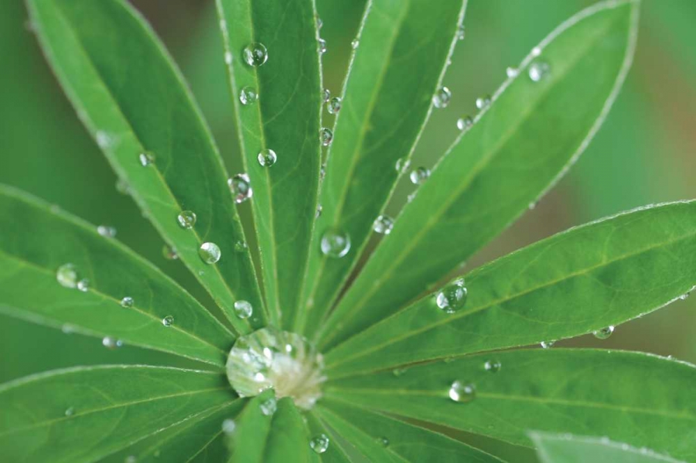 Morning Dew I