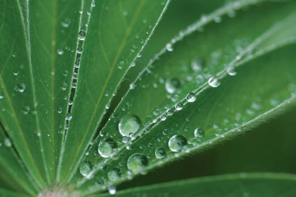 Morning Dew II