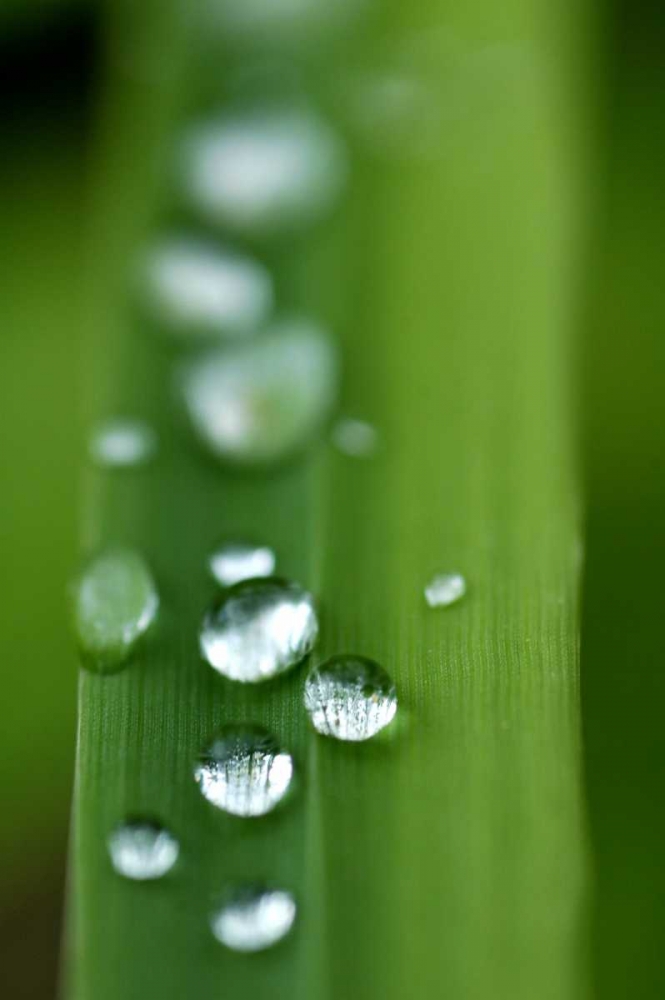 Morning Dew III