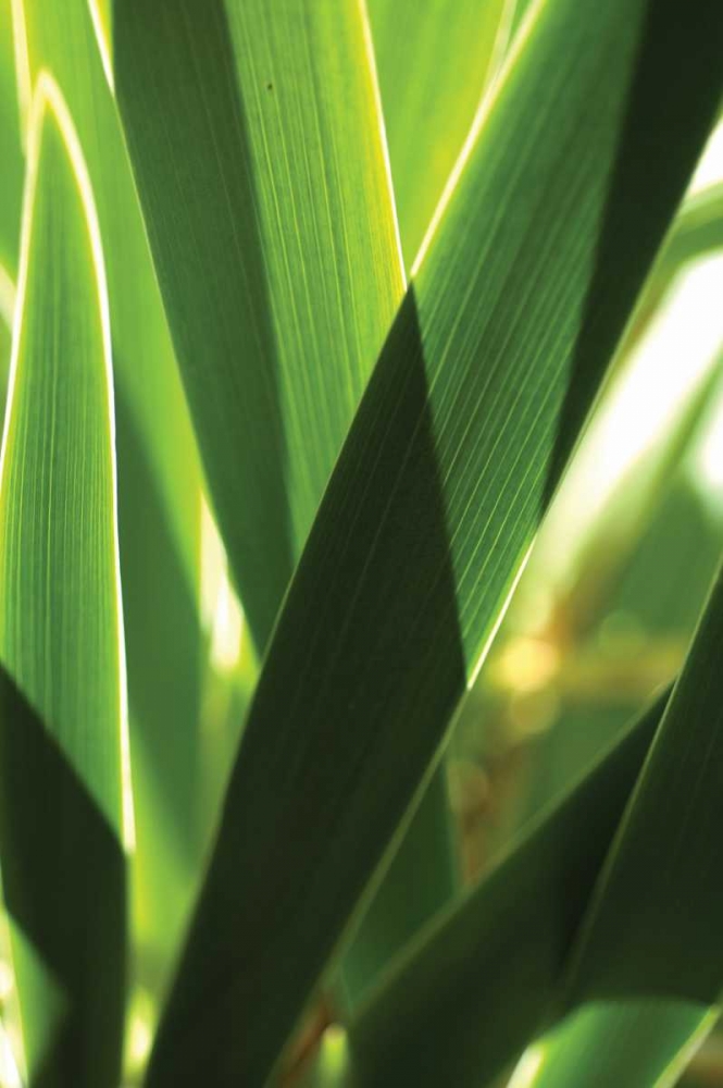 Leaves and Light I
