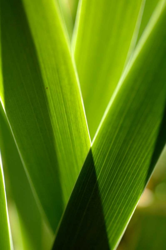 Leaves and Light II