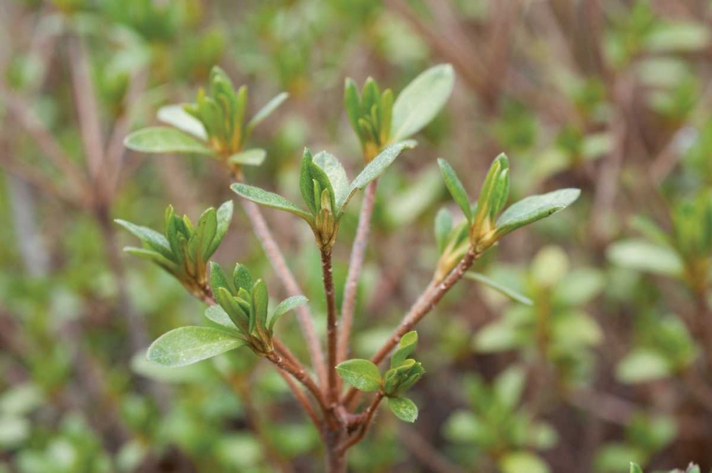 Spring Leaves I