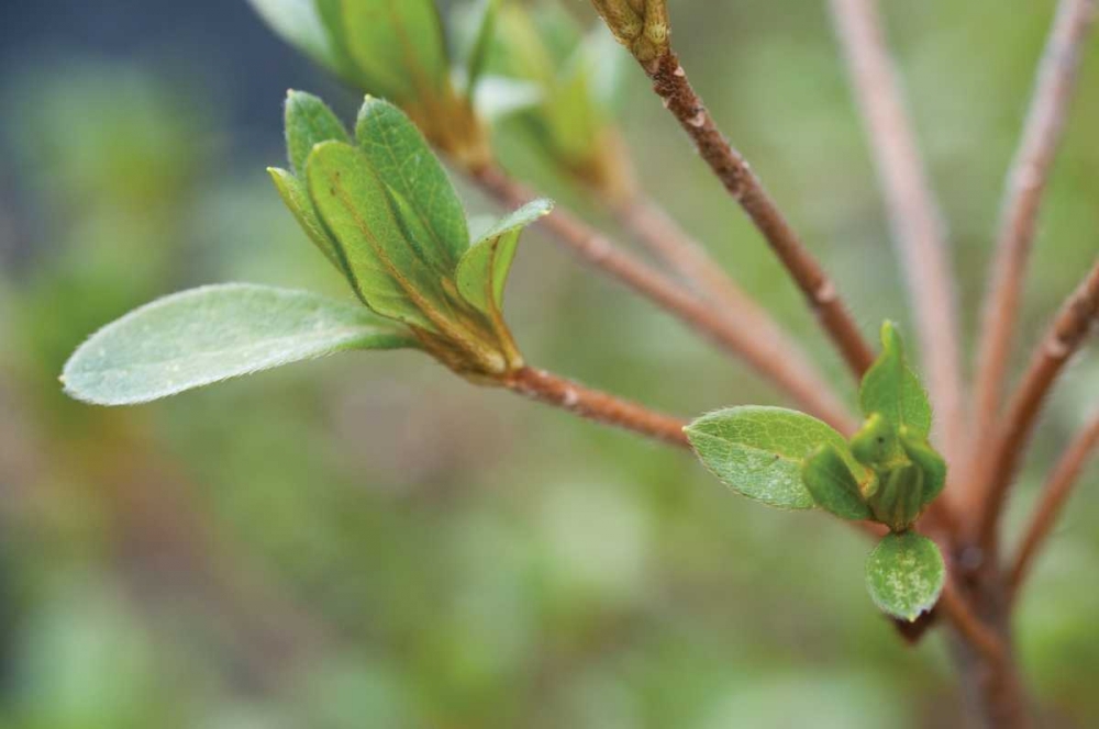 Spring Leaves II