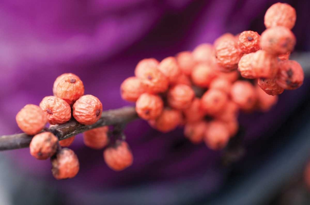 Wild Berries I
