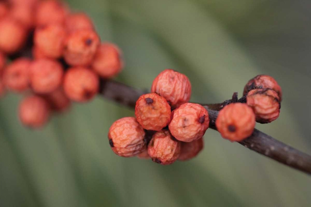 Wild Berries II