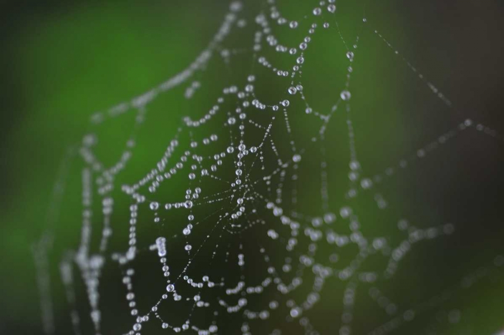 Dewy Web II