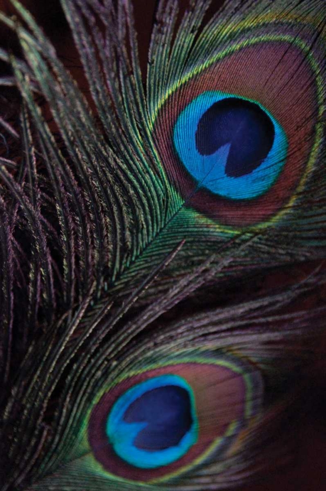Peacock Feathers I