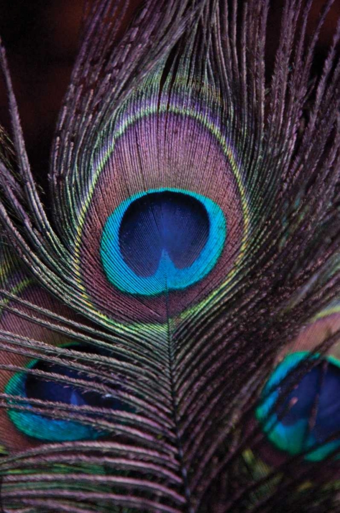 Peacock Feathers II