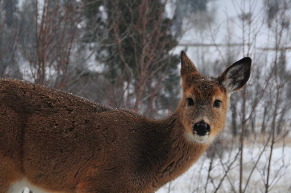 Winter Doe I