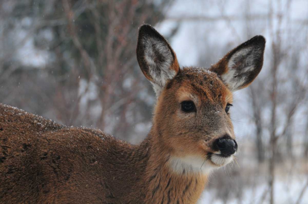 Winter Doe II