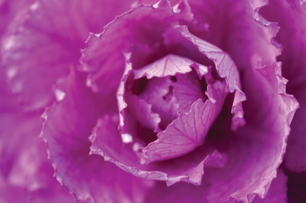 Purple Cabbage