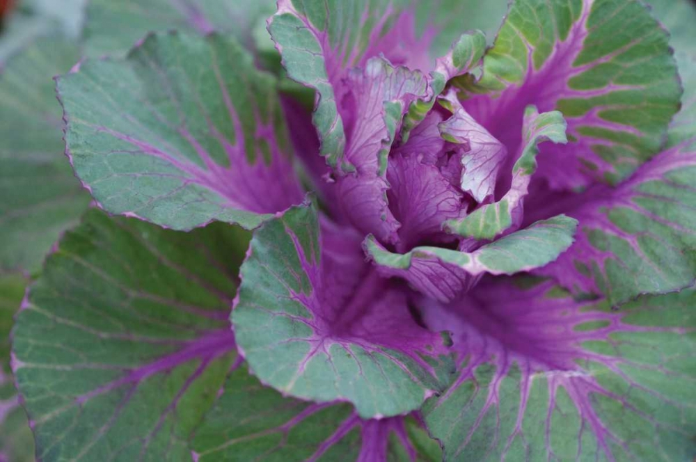 Cabbage Plant