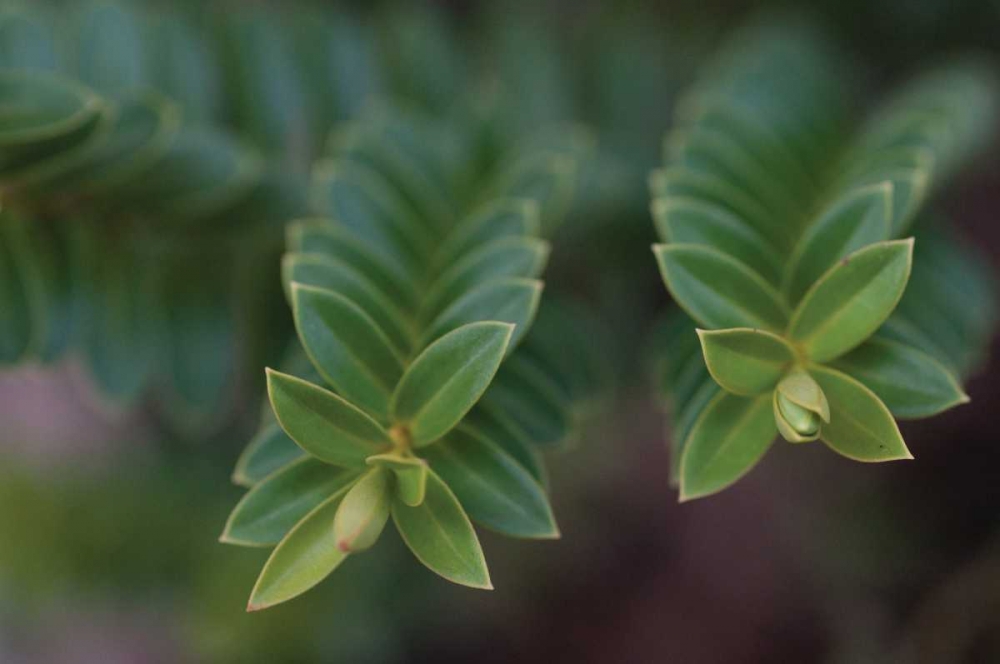 Green Leaves I