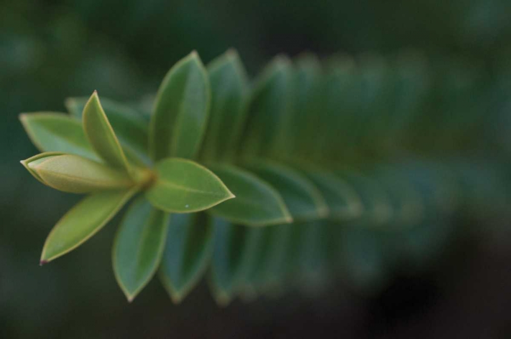 Green Leaves II