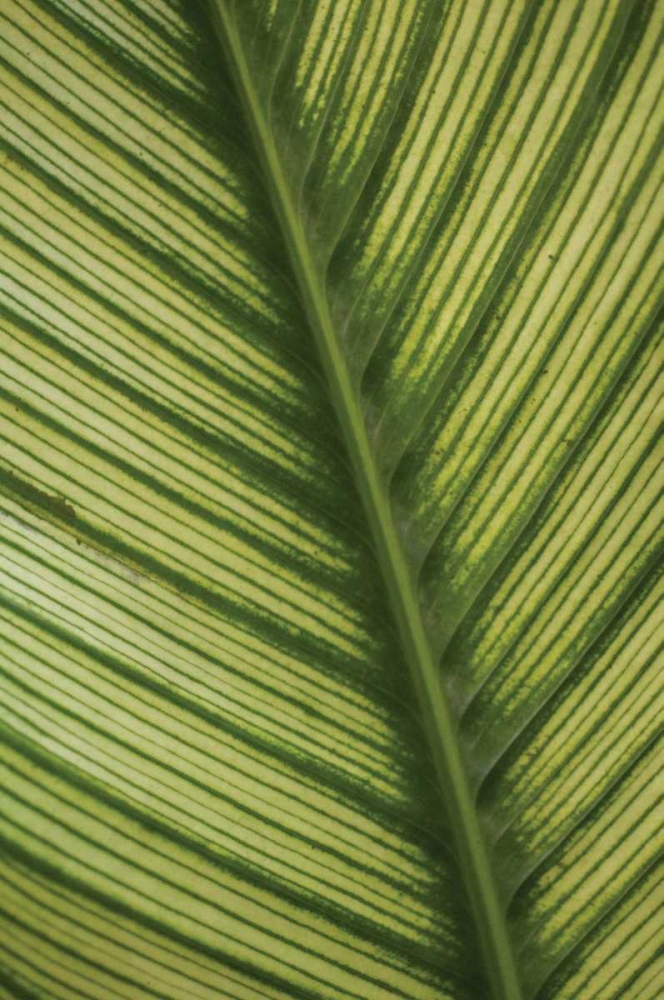 Leaf Detail I