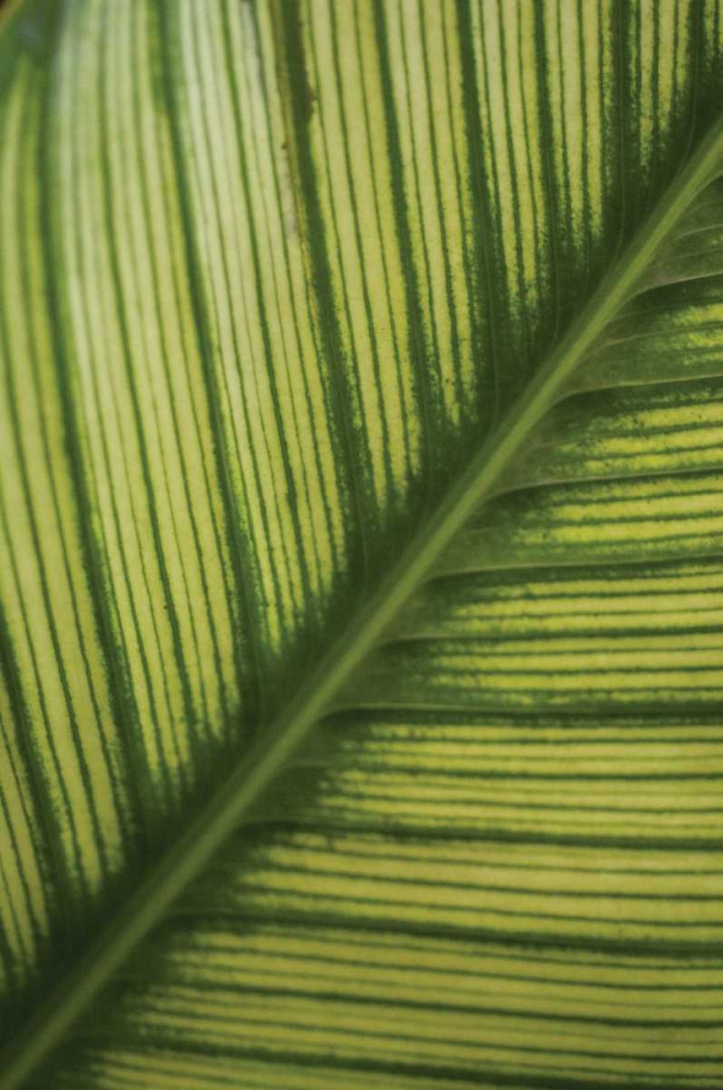 Leaf Detail II