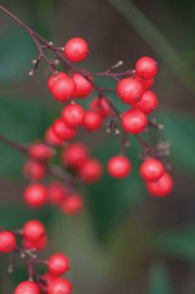 Red Berries II