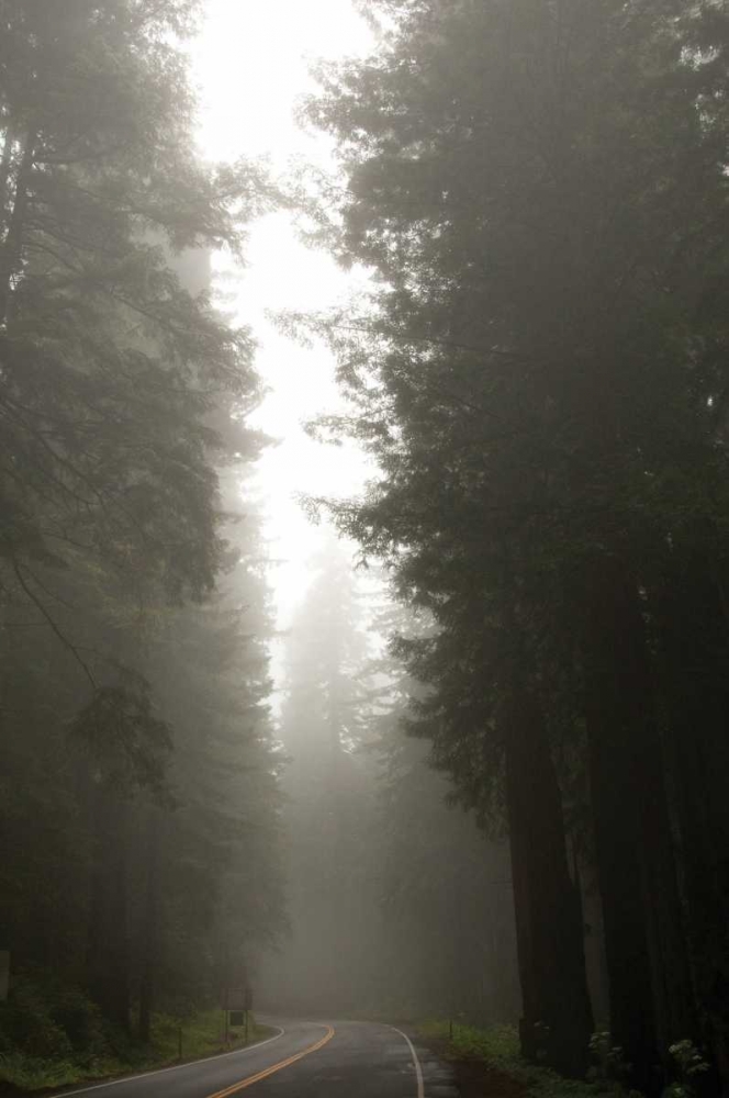 Redwood Highway II