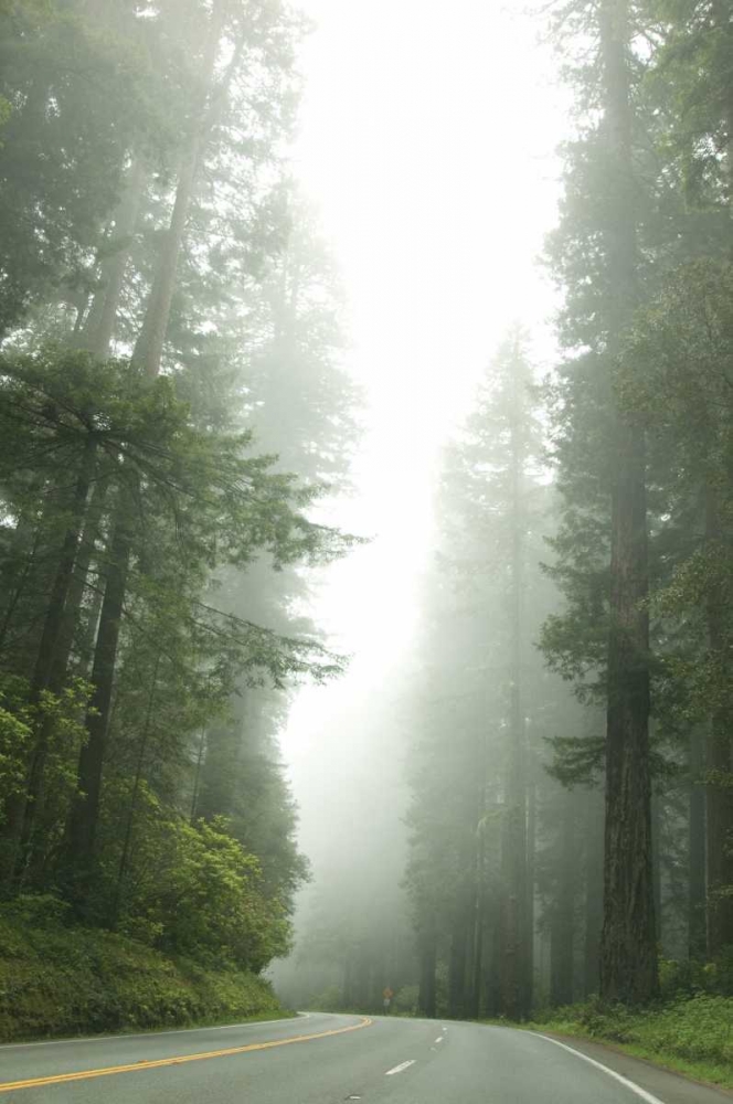 Redwood Highway I