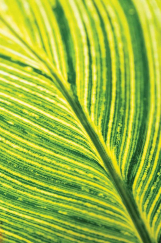 Leaf Detail III