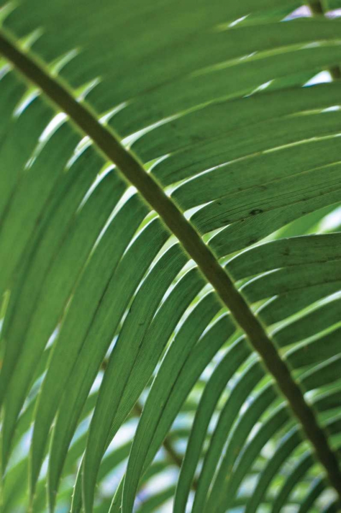Leaf Detail VI