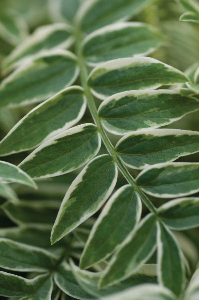 Compound Leaves I