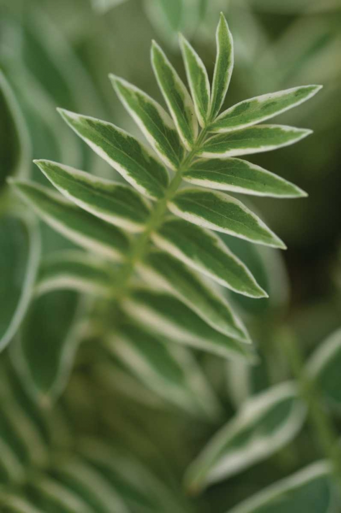 Compound Leaves II