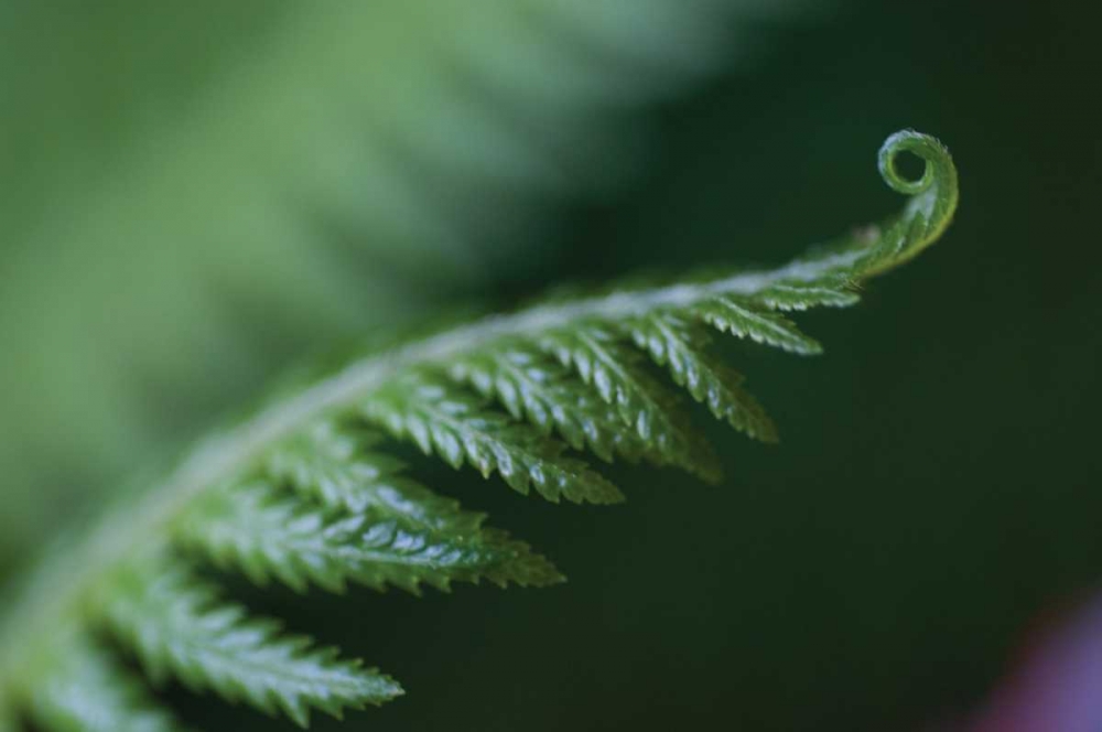 Fern Detail I