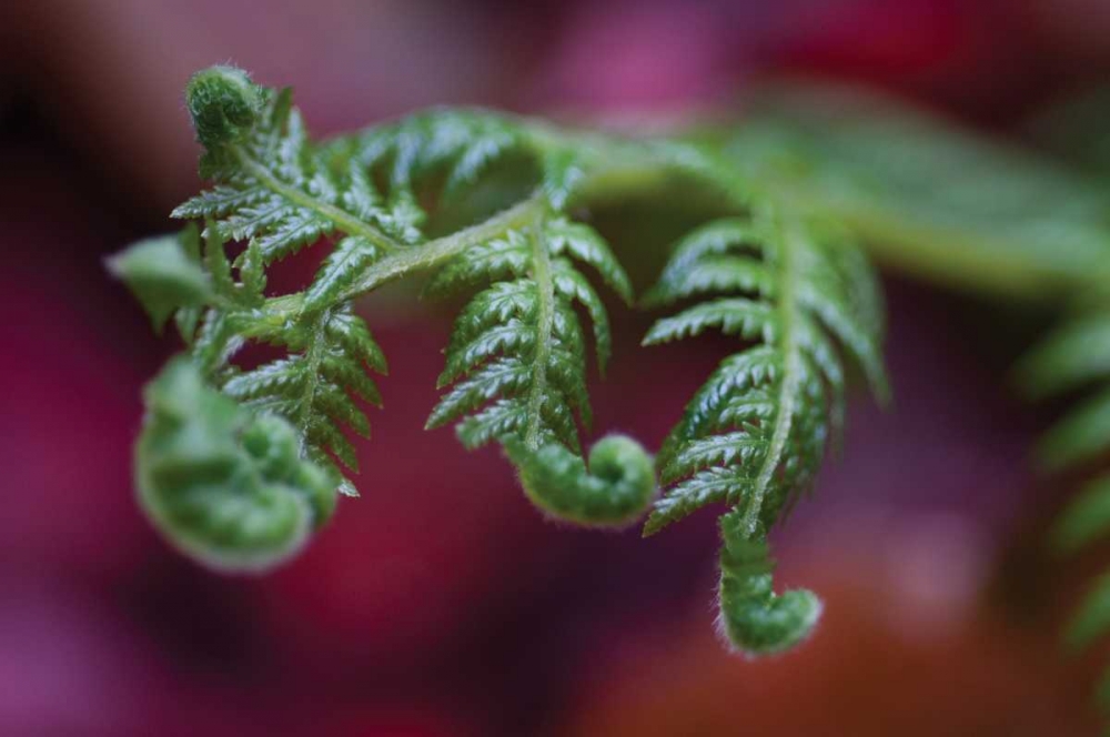 Fern Detail II